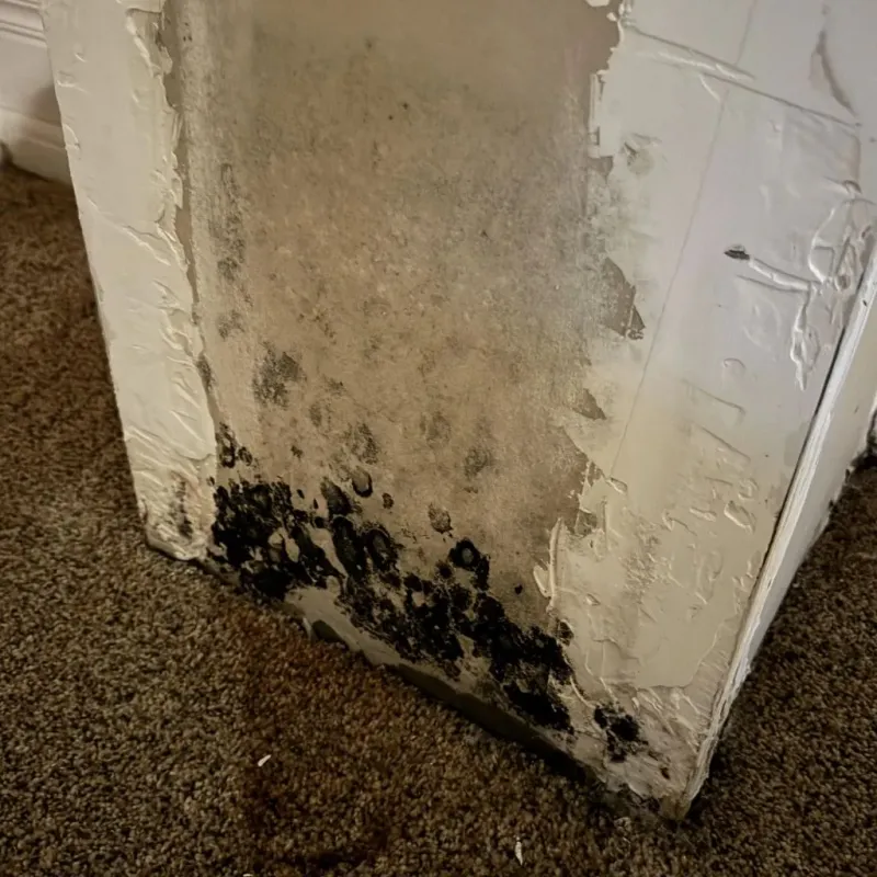 Professional Mold Removal in Taylor, TX